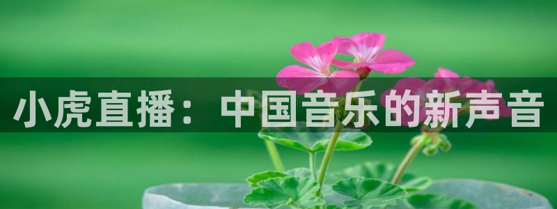 857体育直播网：小虎直播：中国音乐的新声音